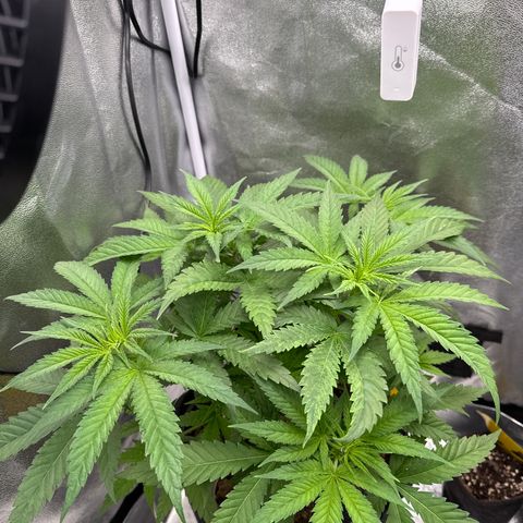 Leia growlog timeline photo