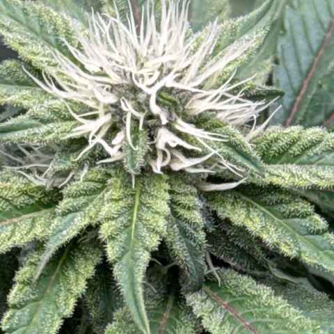 Iceberg growlog timeline photo