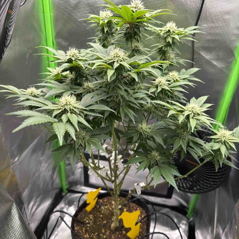 Iceberg growlog timeline photo