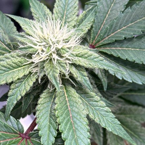 Iceberg growlog timeline photo