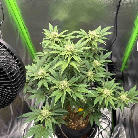 Iceberg growlog timeline photo