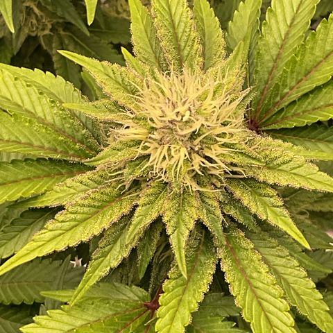Iceberg growlog timeline photo