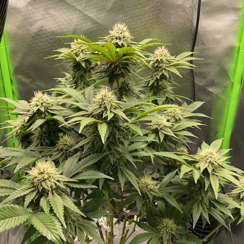 Iceberg growlog timeline photo