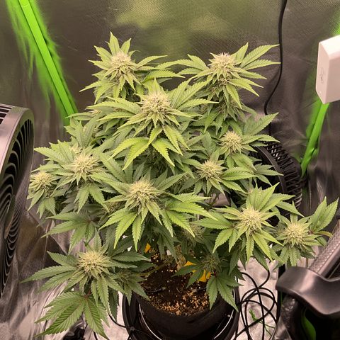 Iceberg growlog timeline photo