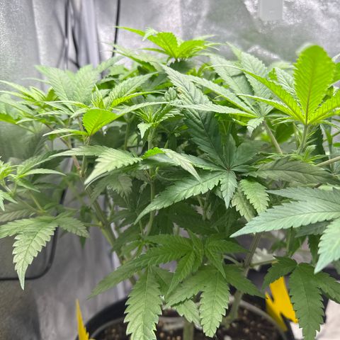Leia growlog timeline photo