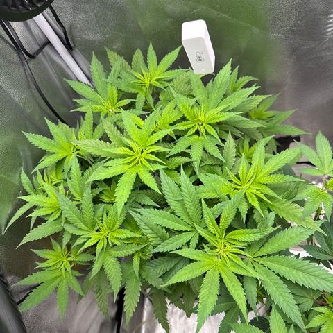 Leia growlog timeline photo