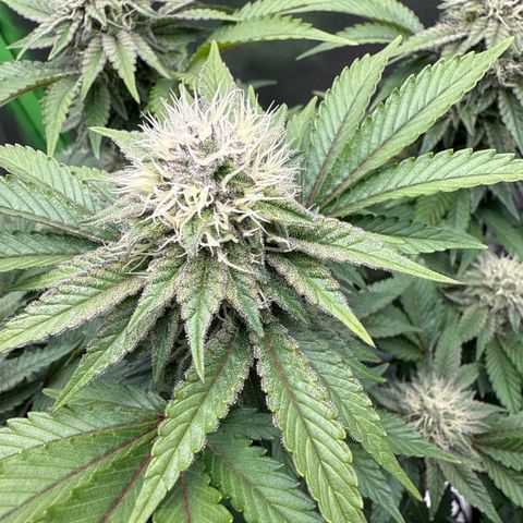 Iceberg growlog timeline photo