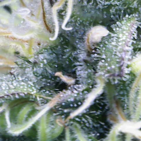 Iceberg growlog timeline photo