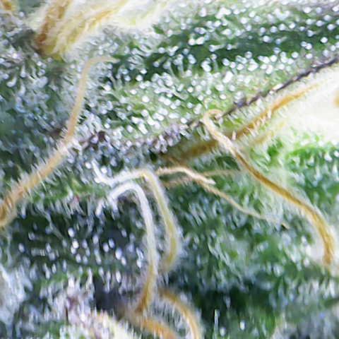 Iceberg growlog timeline photo