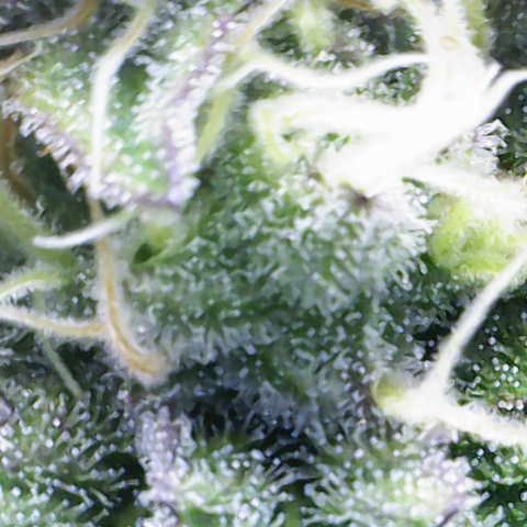 Iceberg growlog timeline photo