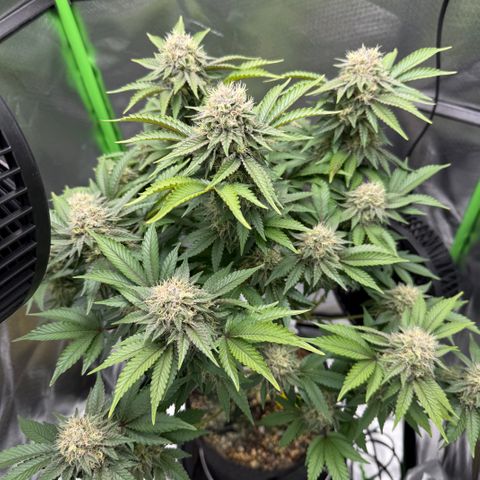 Iceberg growlog timeline photo