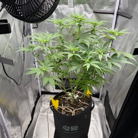 Leia growlog timeline photo
