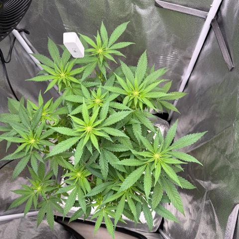 Leia growlog timeline photo