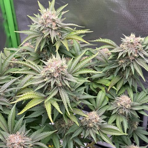 Iceberg growlog timeline photo