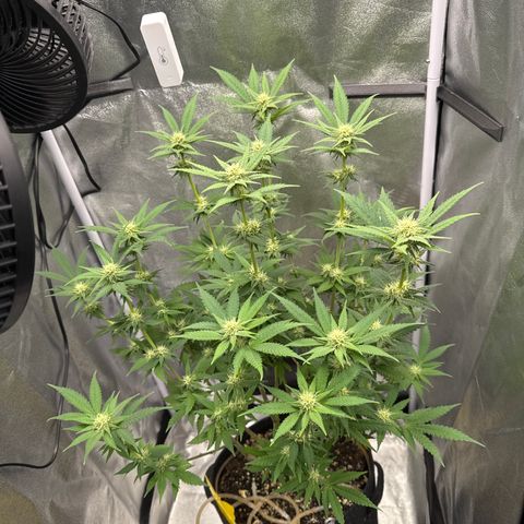 Leia growlog timeline photo