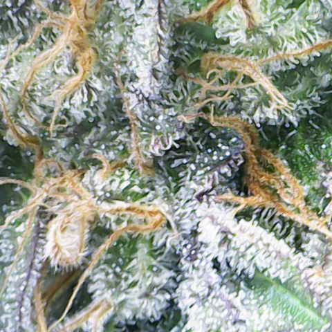 Iceberg growlog timeline photo