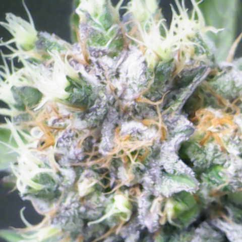 Iceberg growlog timeline photo