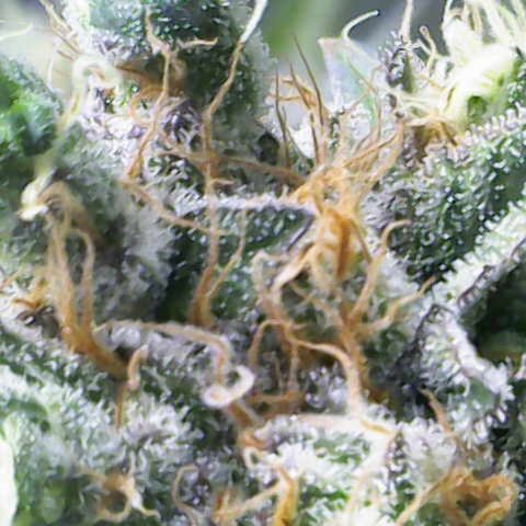 Iceberg growlog timeline photo