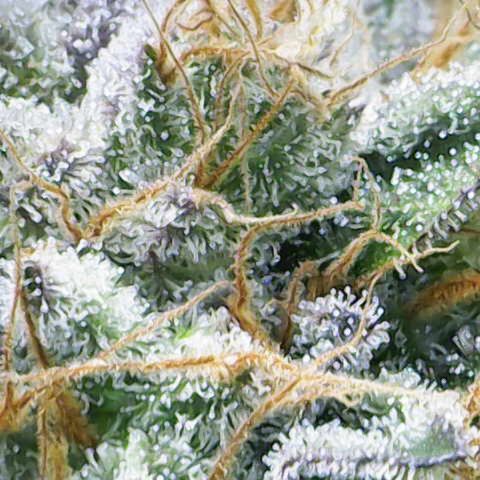 Iceberg growlog timeline photo