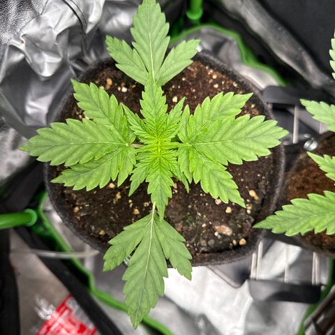 Do-Si-Dos Automatic #1 growlog timeline photo