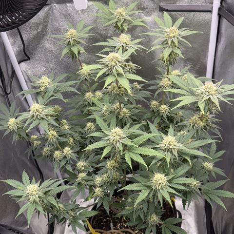 Leia growlog timeline photo