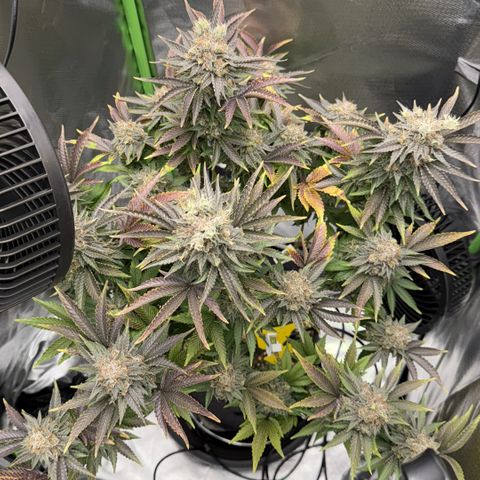 Iceberg growlog timeline photo