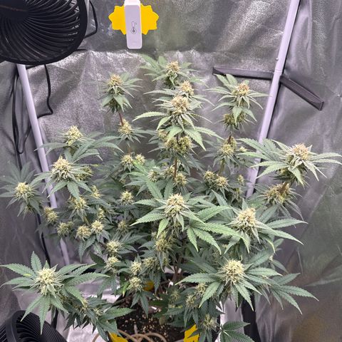 Leia growlog timeline photo