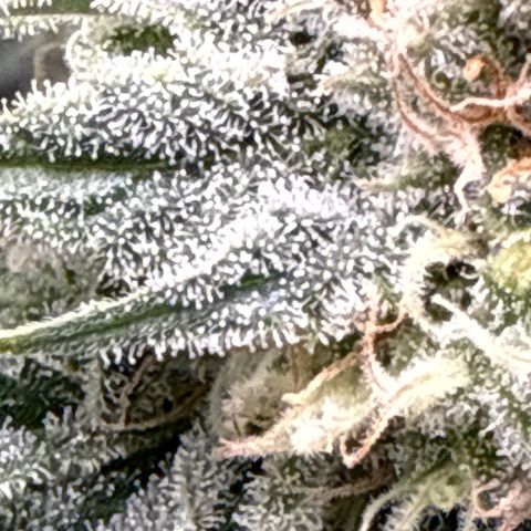 Leia growlog timeline photo