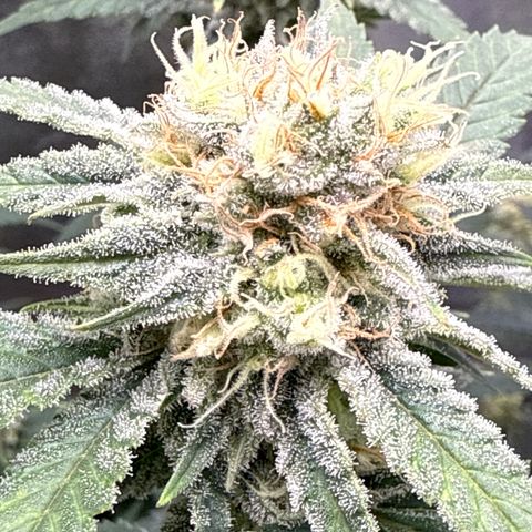 Leia growlog timeline photo