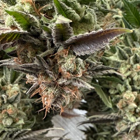 Iceberg growlog timeline photo