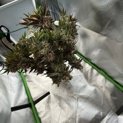 Iceberg growlog timeline photo