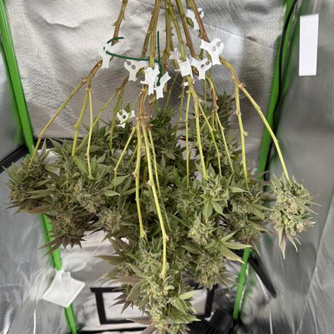 Iceberg growlog timeline photo