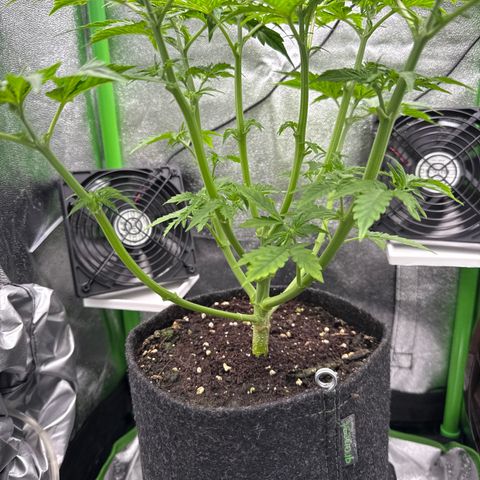 Do-Si-Dos Automatic #1 growlog timeline photo