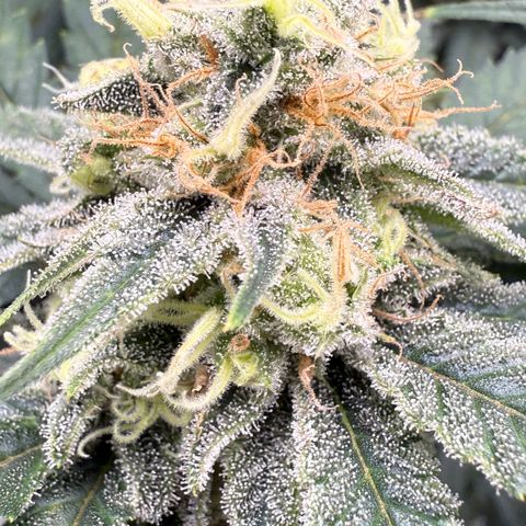 Leia growlog timeline photo