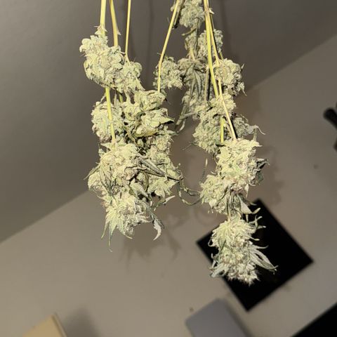 Iceberg growlog timeline photo
