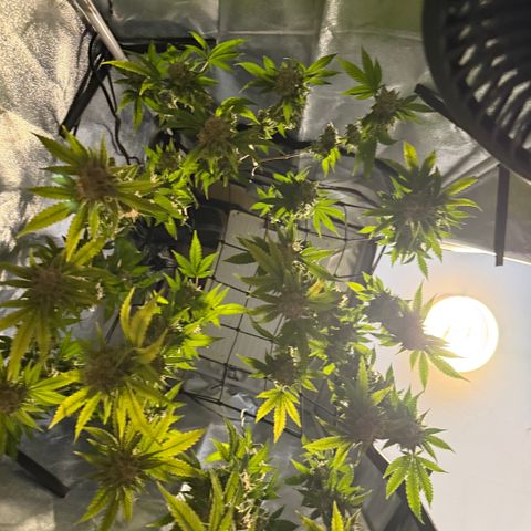 Leia growlog timeline photo