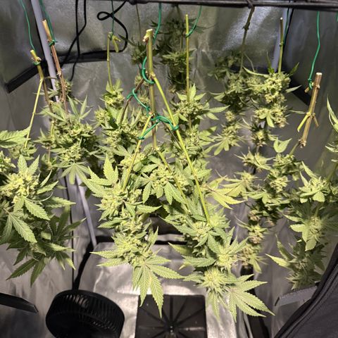Leia growlog timeline photo