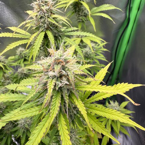 Do-Si-Dos Automatic #1 growlog timeline photo