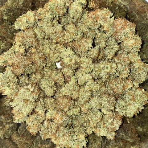 Leia growlog timeline photo
