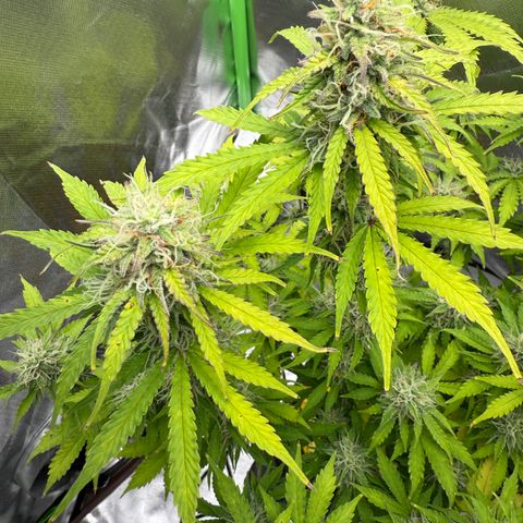 Do-Si-Dos Automatic #1 growlog timeline photo