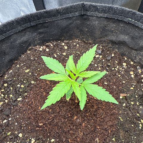 Medusa growlog timeline photo