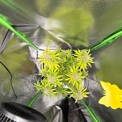 Do-Si-Dos Automatic #1 growlog timeline photo