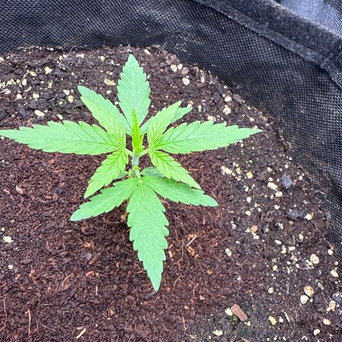 Medusa growlog timeline photo