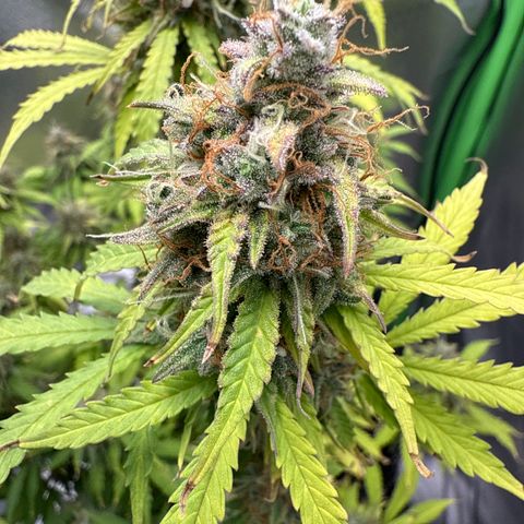 Do-Si-Dos Automatic #1 growlog timeline photo