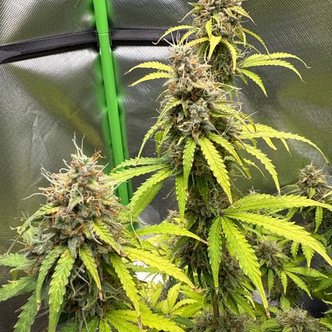 Do-Si-Dos Automatic #1 growlog timeline photo