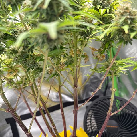 Do-Si-Dos Automatic #1 growlog timeline photo