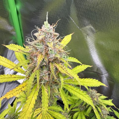 Do-Si-Dos Automatic #1 growlog timeline photo