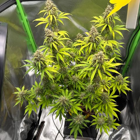 Do-Si-Dos Automatic #1 growlog timeline photo