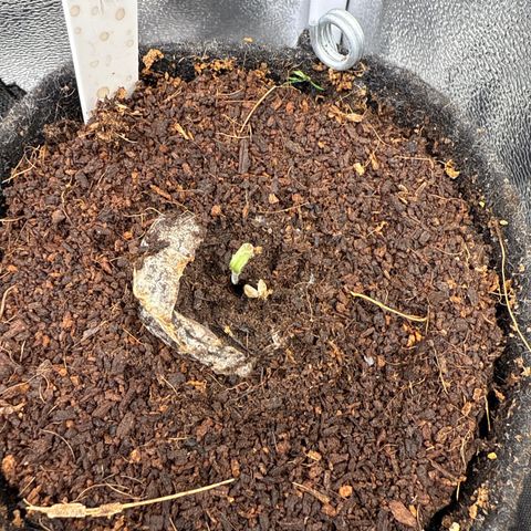 Blue Cheese Automatic #2 growlog timeline photo