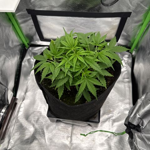 Medusa growlog timeline photo